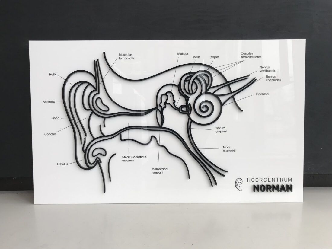 plexi oor display met reliëf voor NORMAN portfolio