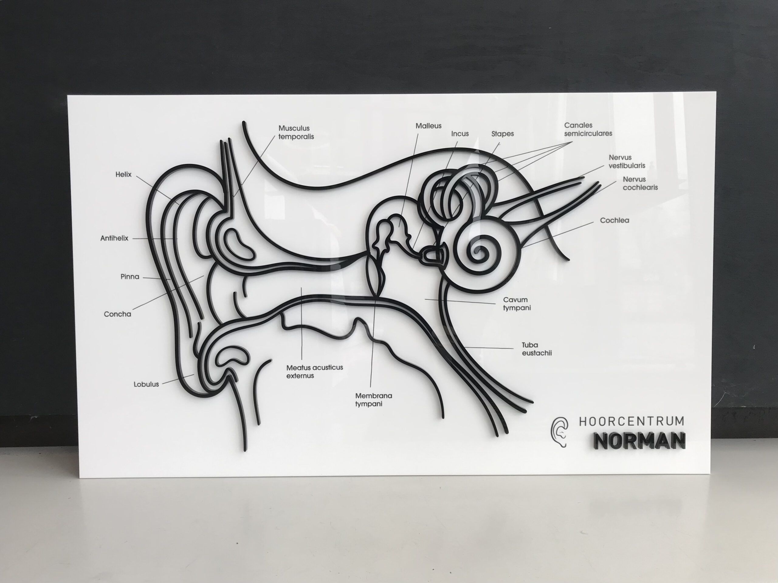 plexi oor display met reliëf voor NORMAN portfolio